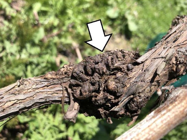 根頭がんしゅ病を抑制　